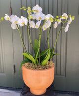 Grand Potted Orchid Arrangement