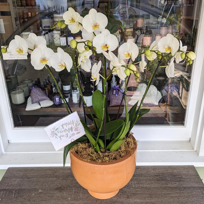 Grand Potted Orchid Arrangement