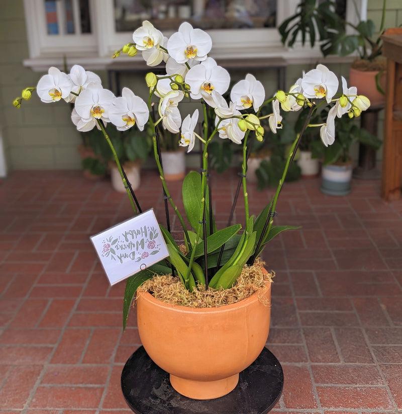 Grand Potted Orchid Arrangement