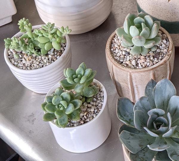 Mini Succulent Pot