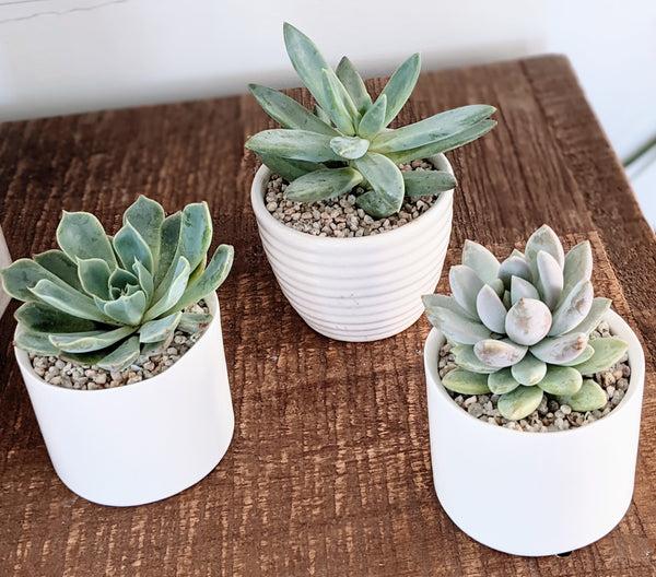 Mini Succulent Pot