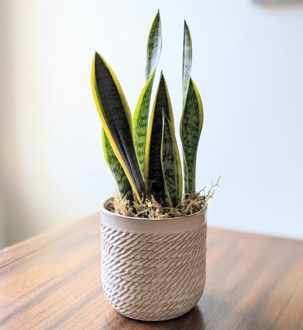 Sansevieria Ceramic Pot "Bren"